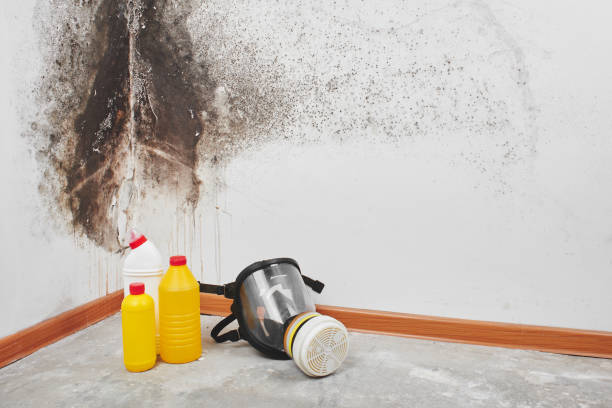 Best Commercial Mold Removal  in South Russell, OH