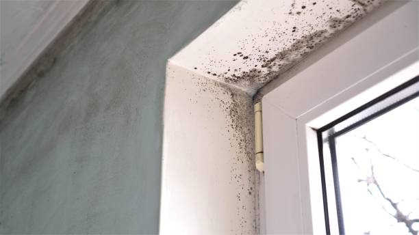 Best Black Mold Removal  in South Russell, OH