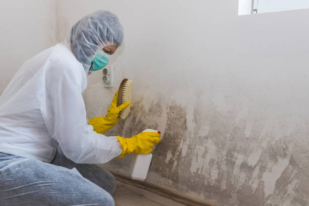 Best Residential Mold Removal  in South Russell, OH