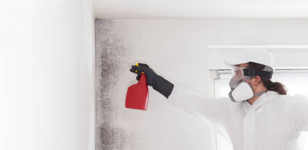 Best Mold Remediation Services  in South Russell, OH