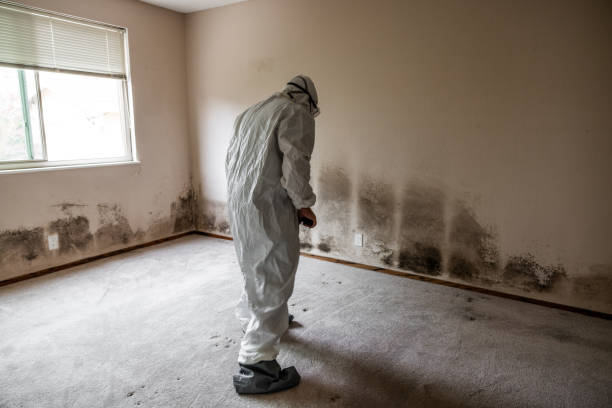 Best Certified Mold Removal  in South Russell, OH