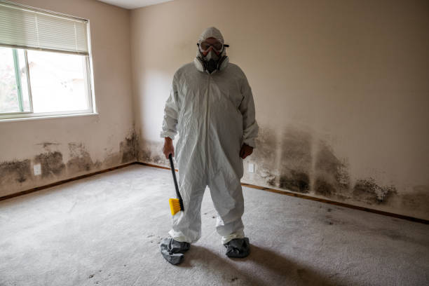 Best Fast Mold Removal  in South Russell, OH