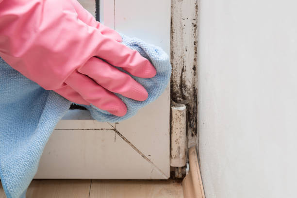 Best Mold Remediation Experts  in South Russell, OH